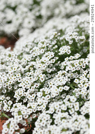 Alyssum 29924941