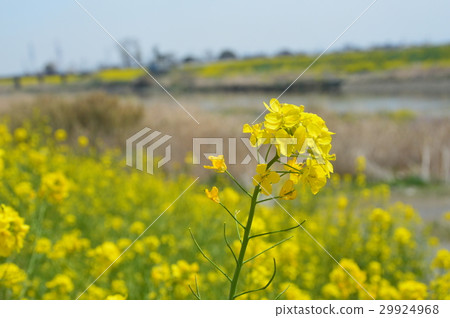 Rape blossoms blooming on the bank (Saitama) 29924968