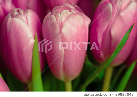 Bouquet of pink tulips close up photo. Bouquet of pink tulips close up photo. 29925042