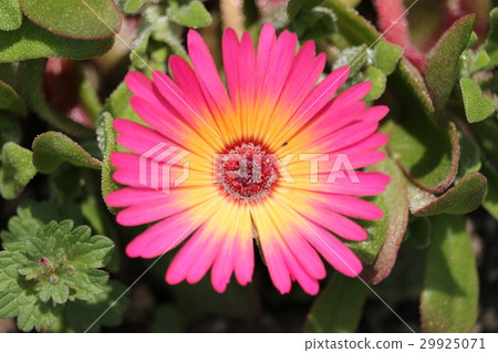 利文斯頓雛菊 29925071