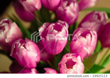 Bouquet of pink tulips close up photo. 29925113