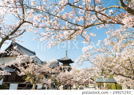 Spring landscape of the triple tower of Chofuji temple Spring landscape of the triple tower of Chofuji temple 29925293