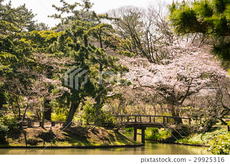 Yokohama Sankeien Spring Spring 29925316