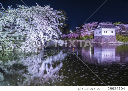 Odawara Castle at night cherry blossoms 29926104
