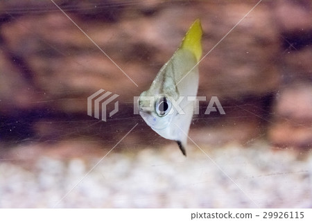Beautiful colorful fish in the aquarium 29926115