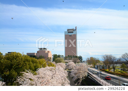 Maebashi公園盛開的櫻花和群馬縣政府 Maebashi公園盛開的櫻花和群馬縣政府 29926228