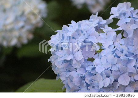 Hydrangea and grasshopper Hydrangea and grasshopper 29926950