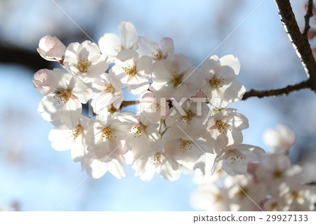 Cherry Blossoms Cherry Blossoms 29927133
