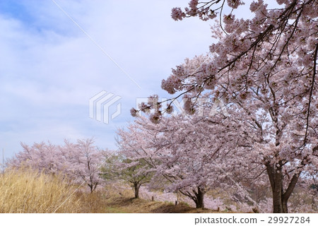 虎山Senbon Sakura山路和晴朗的天空的櫻花山村東集市村的春天d 29927284