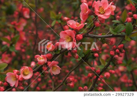 模糊的鮮花 模糊的鮮花 29927329