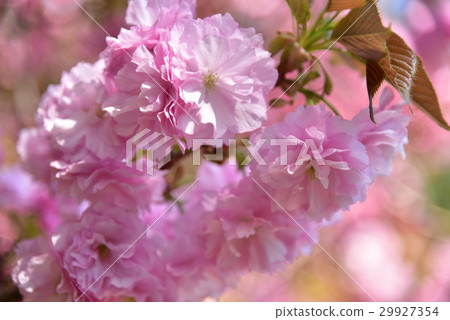Yae-no-Sakura 29927354