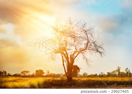 dead tree on colorful sunset background dead tree on colorful sunset background 29927405