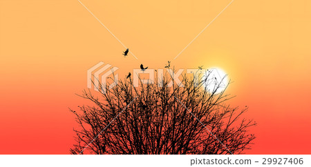Silhouette of a death tree with crows on sunset Silhouette of a death tree with crows on sunset 29927406
