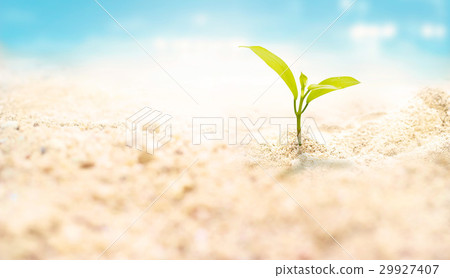 Plant on sea sand beach summer background Plant on sea sand beach summer background 29927407