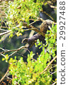 松鼠 29927488