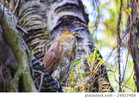 黑冠麻鷺 29927489