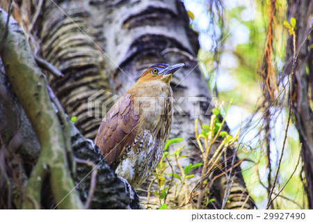 黑冠麻鷺 29927490