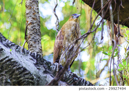 黑冠麻鷺 29927494