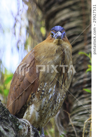 黑冠麻鷺 29927531