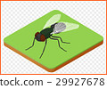 fly insect musca domestica 29927678