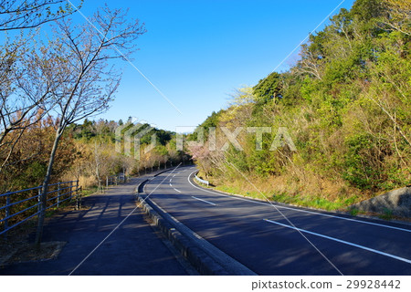 Yokoyama Ise Shima f waiting for the flowering of cherry blossom trees winding road under fine weather 29928442