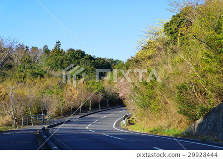 在晴朗的天氣下等待道路等待櫻花樹開花Yokoyama Ise Shima h 29928444