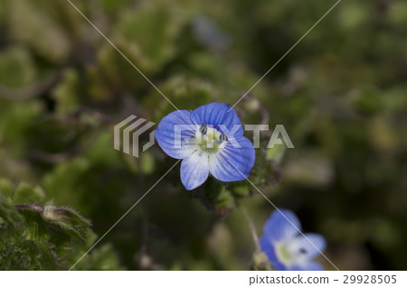 上傳Oununnovuri 29928505