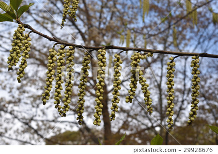 Flower of Kiboshi 29928676