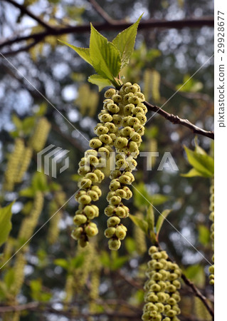 Flower of Kiboshi 29928677