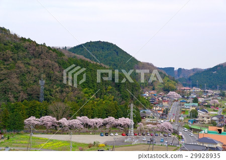 櫻花在秩父村春天日本紙村開花 29928935
