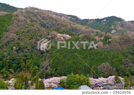 櫻花盛開Tokonchi村春春紙米e 櫻花盛開Tokonchi村春春紙米e 29928936