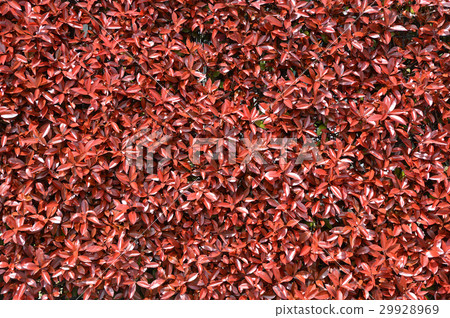 Kaname memo (required) 29928969