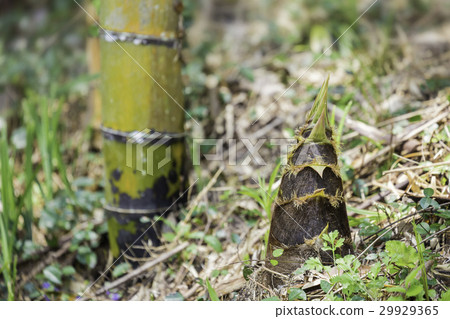 bambooshoot  29929365