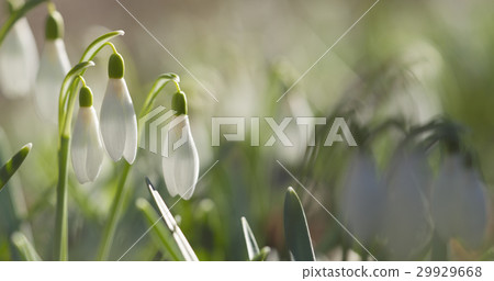 white snowdrops in sunny spring morning closeup 29929668