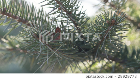 blue spruce branches in spring sunny day closeup blue spruce branches in spring sunny day closeup 29929778