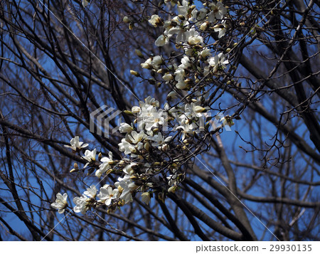 Kobushi and blue sky 29930135