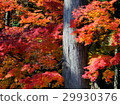 Autumn leaves 29930376