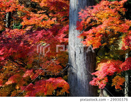 Autumn leaves Autumn leaves 29930376