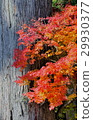 Autumn leaves 29930377