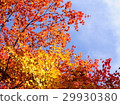 Autumn leaves 29930380