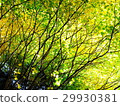 Green 29930381