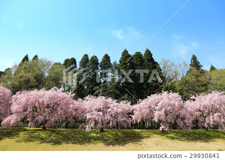 Weeping cherry blossoms at DIC Kawamura Memorial Art Museum (April) Sakura City, Chiba Prefecture Weeping cherry blossoms at DIC Kawamura Memorial Art Museum (April) Sakura City, Chiba Prefecture 29930841