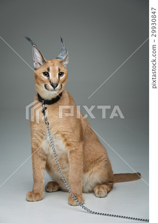 Beautiful caracal lynx sitting over grey 29930847