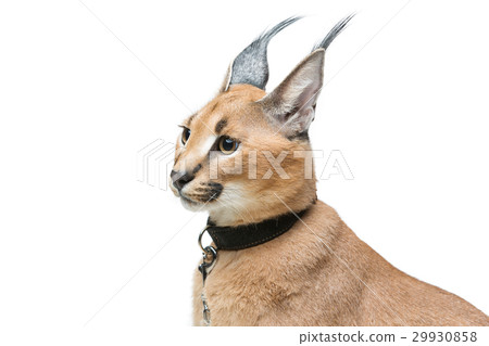 Beautiful caracal lynx isolated on white 29930858