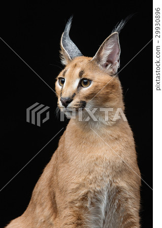 Beautiful caracal lynx over black background 29930896