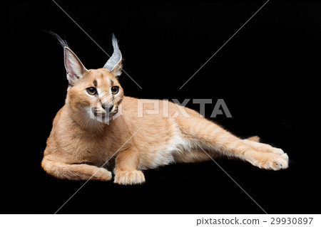 Beautiful caracal lynx over black background 29930897