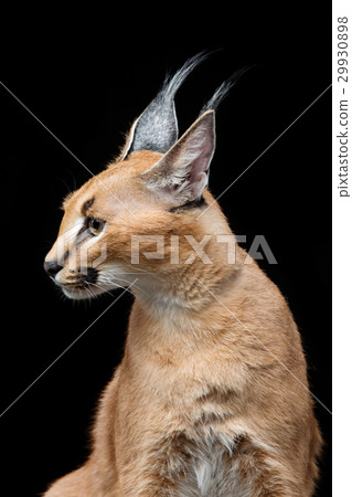 Beautiful caracal lynx over black background 29930898