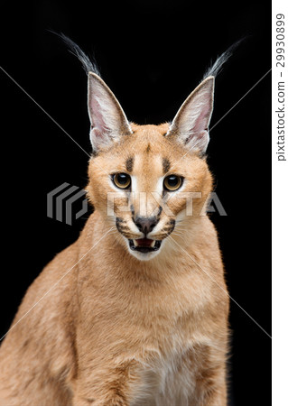 Beautiful caracal lynx over black background 29930899