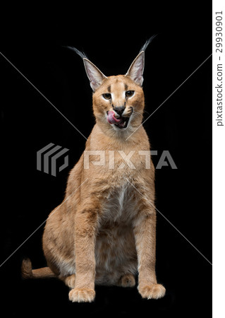 Beautiful caracal lynx over black background 29930901
