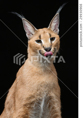 Beautiful caracal lynx over black background 29930908